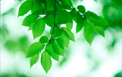  Special Botanical Drugs